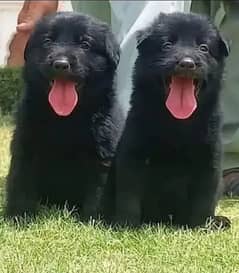 black German Shepherd dog male female puppy dog for sale