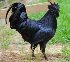 ayam cemani male available