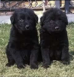 black German Shepherd dog male female puppy dog for sale