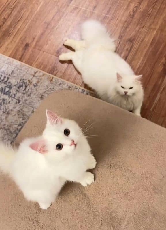 Persian Cats For Sale 2