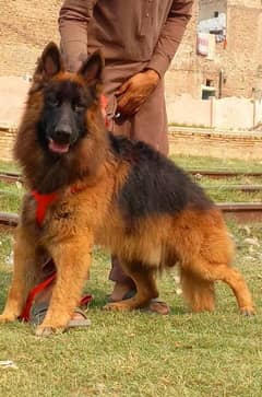 pink pedigree German shepherd long coat male for sale