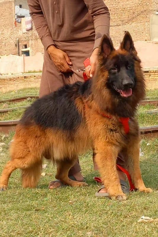 pink pedigree German shepherd long coat male for sale 1