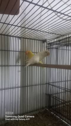 LOVEBIRDS FOR SALE