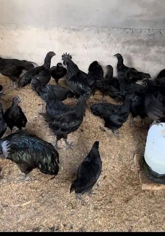 ayam cemani male available 1