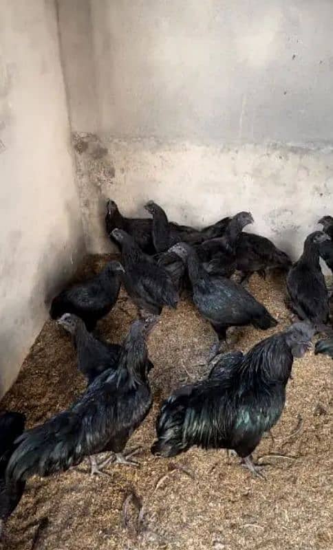 ayam cemani male available 2