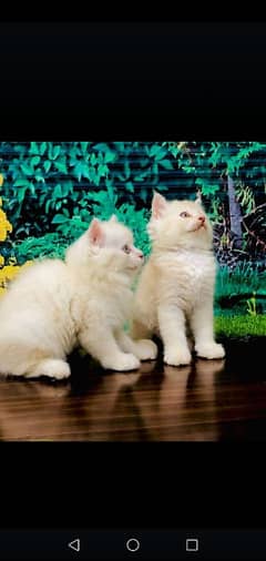 imported male persian 3riple coated