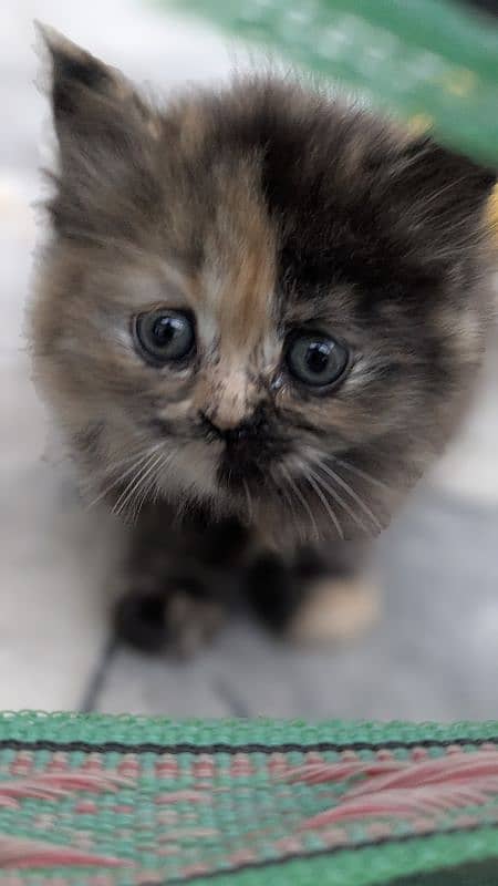 calico Choco persian kitten 0