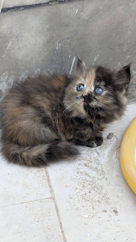 calico Choco persian kitten 1