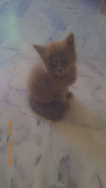 Persian kitten triple coated 0