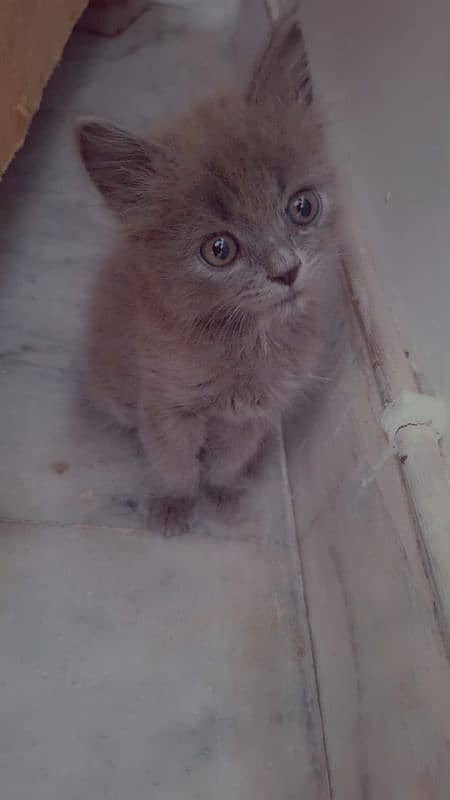 Persian kitten triple coated 1