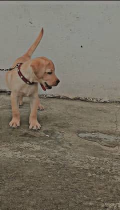 Labrador puppy for sale