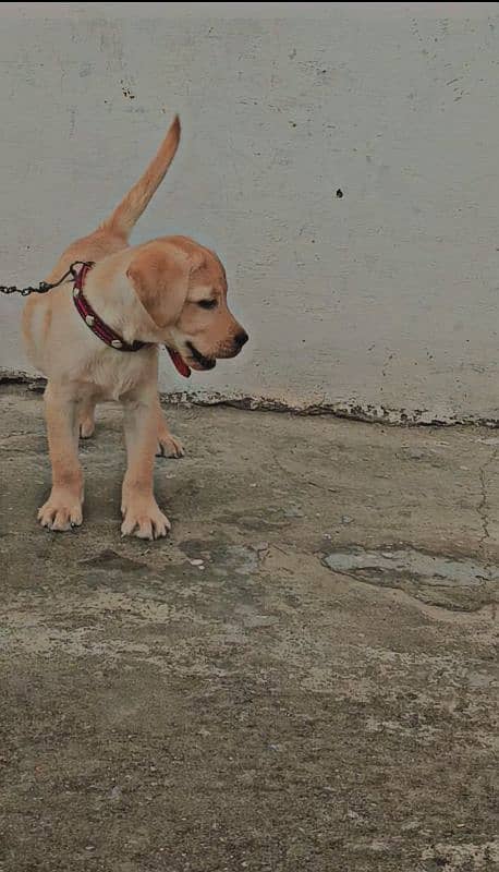 Labrador puppy for sale 0