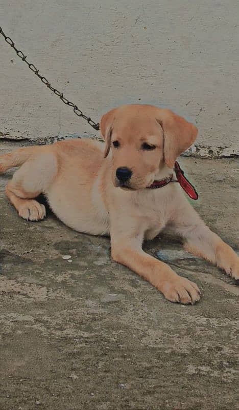 Labrador puppy for sale 1