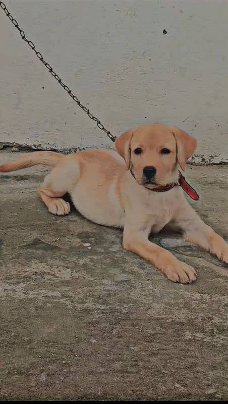 Labrador puppy for sale 2