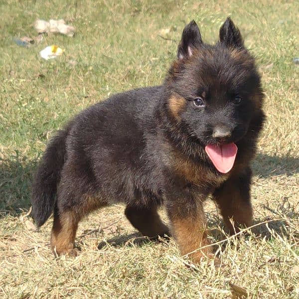 German Shepherd Female For Sale 0