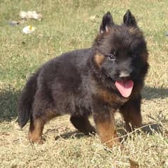 German Shepherd long coat puppies | German Shepherd pair