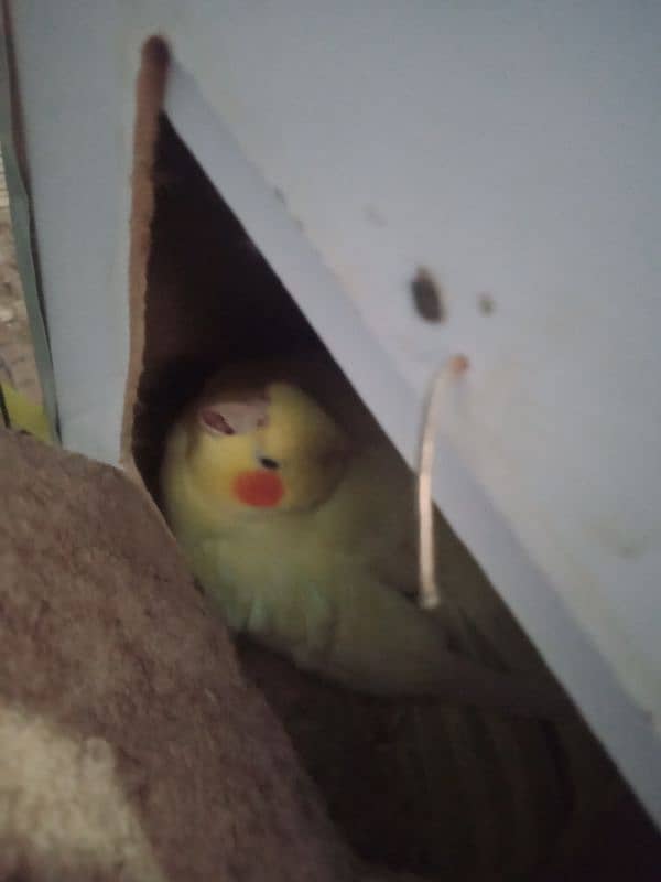 common white cockatiel pair 0