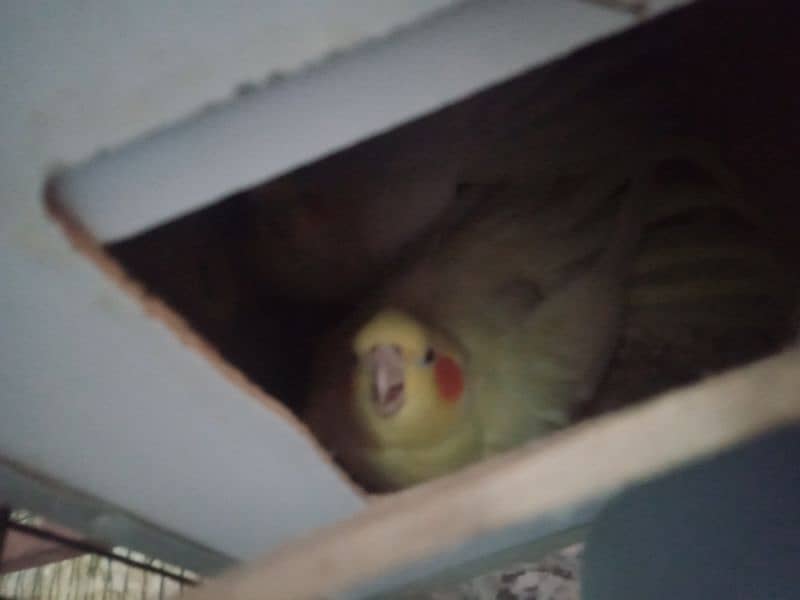 common white cockatiel pair 1