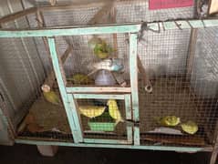 budgie 5 pairs+1 female for sale