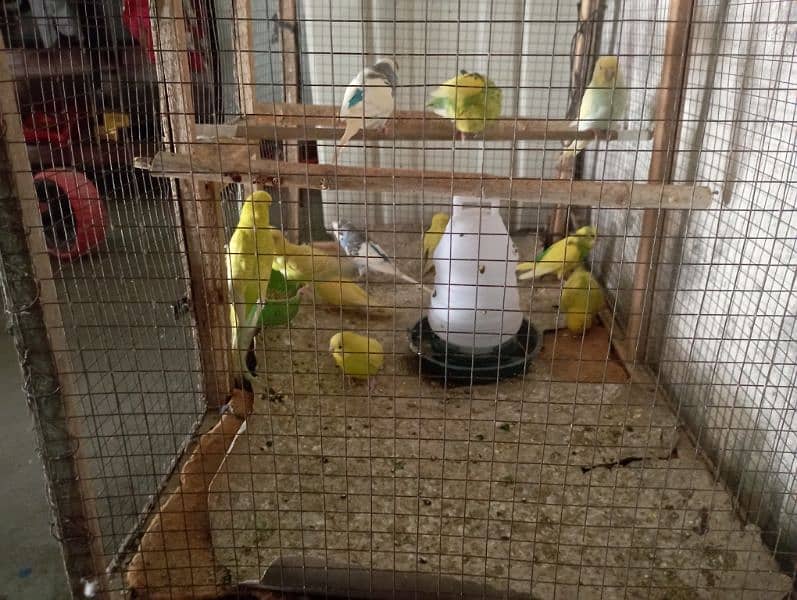 budgie 3 pairs for sale 1