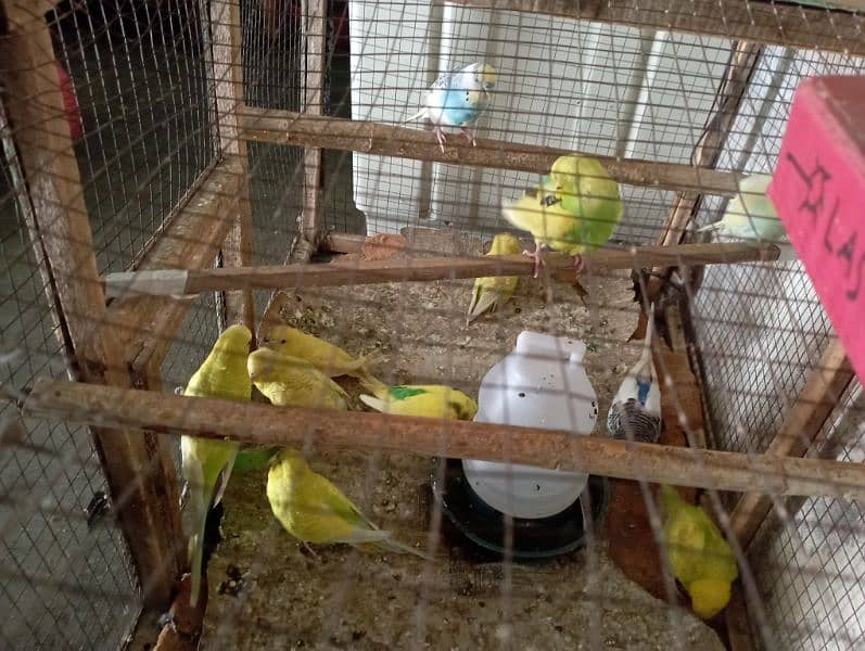 budgie 3 pairs for sale 2