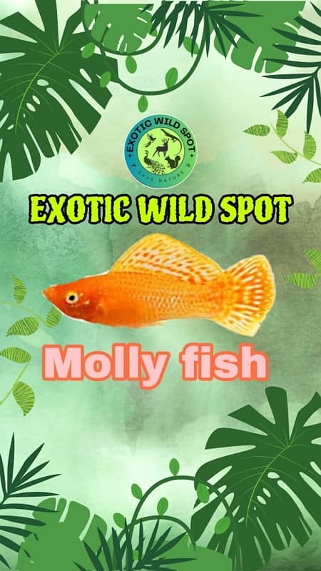 fish available only at EXOTIC WILD SPOT 0