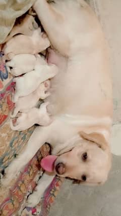 labra puppies available