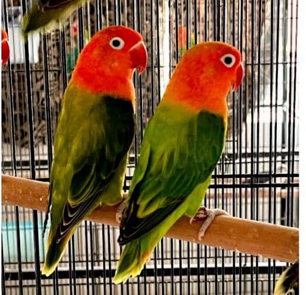 love bird breeder pairs 1