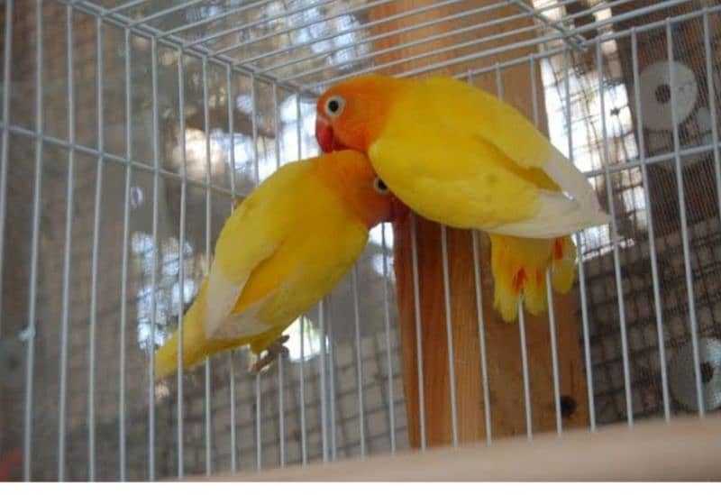 love bird breeder pairs 2