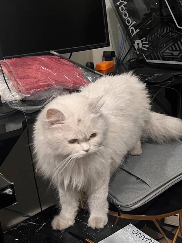 Beautiful Persian Triple Coat Cat | white coat | Cat kitten 1