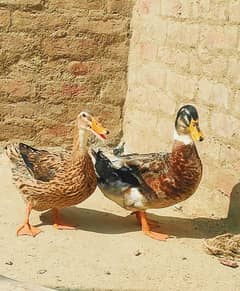 ducks breeder pair