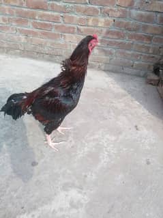 aseel cock for sale