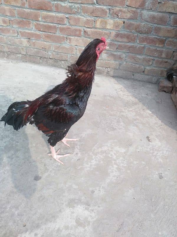 aseel cock for sale 0