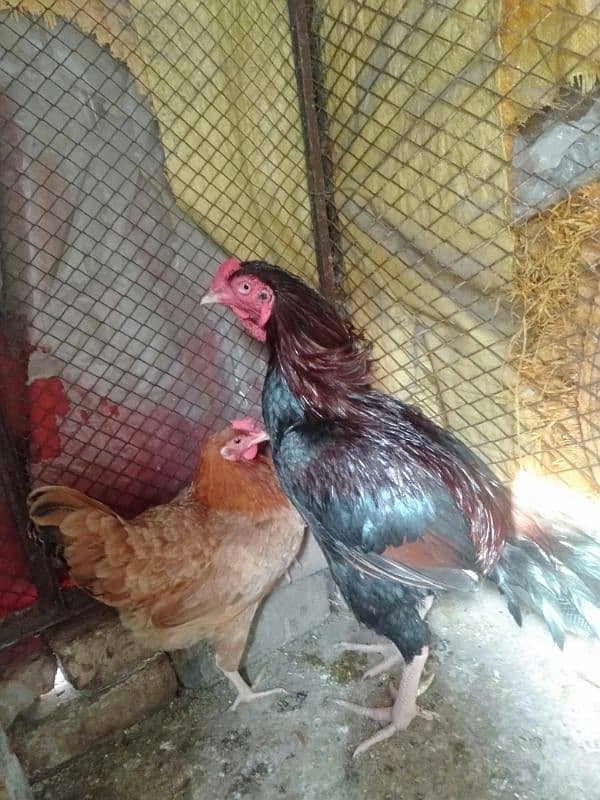 aseel cock for sale 5