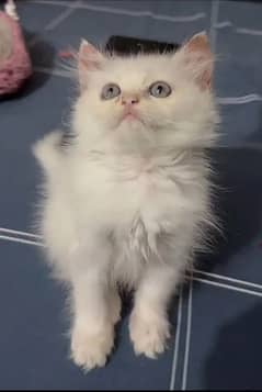 Persian kitten