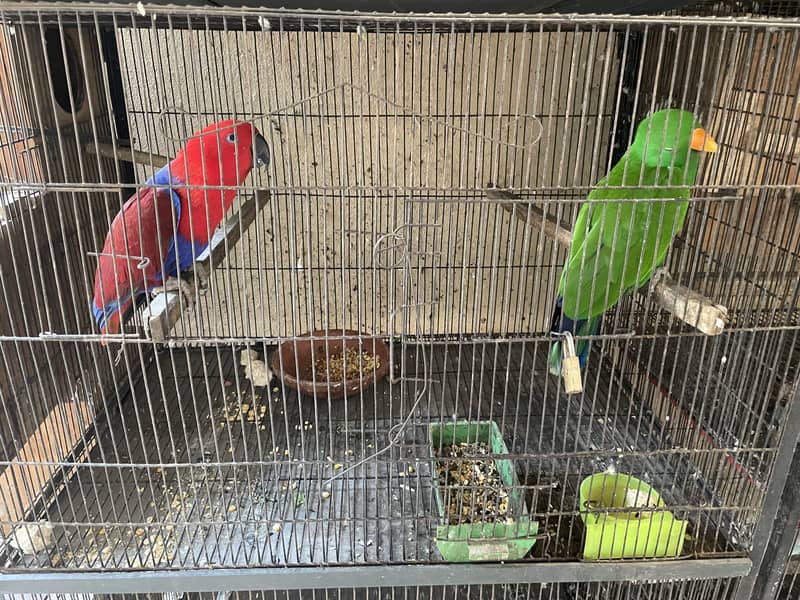 Parrot for sale 0