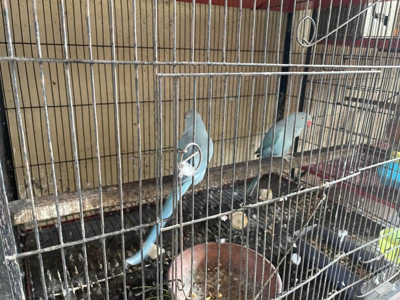 Parrot for sale 2