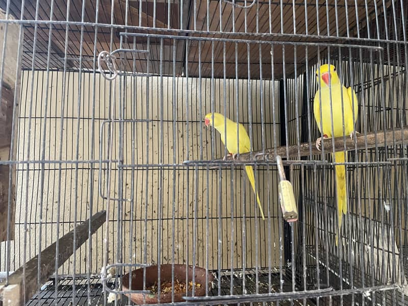 Parrot for sale 4