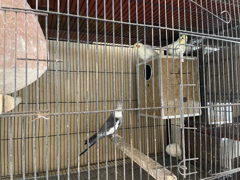 Parrot for sale 5