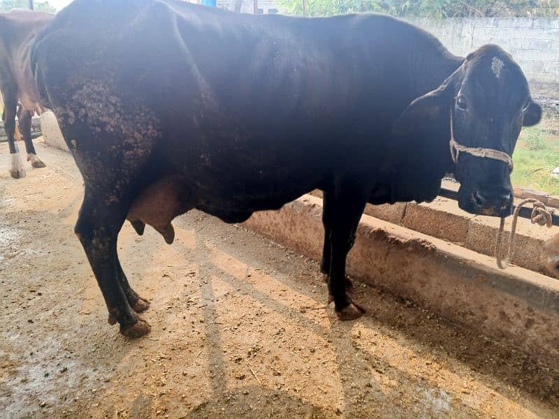 khangr cow for sale 1