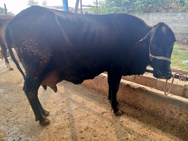 khangr cow for sale 2