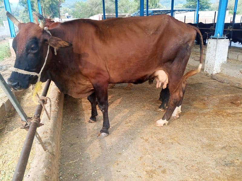 khangr cow for sale 5