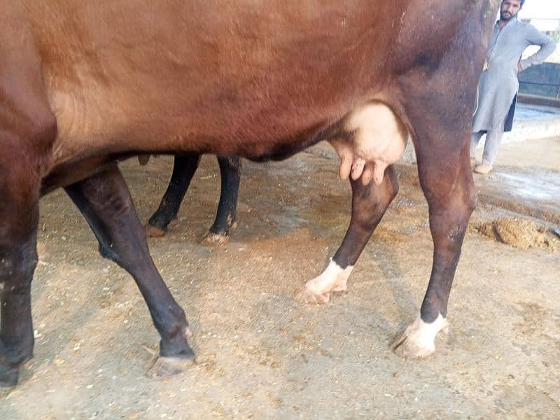 khangr cow for sale 6