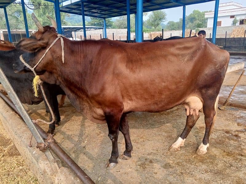 khangr cow for sale 7