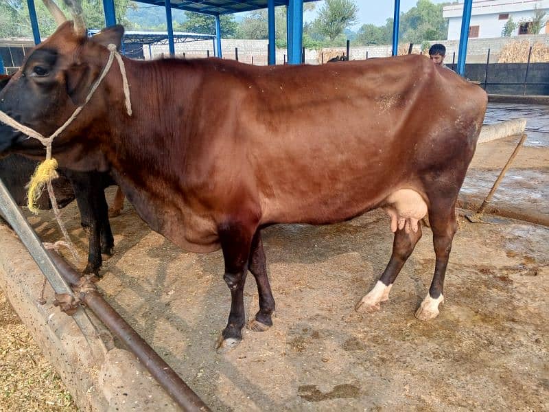 khangr cow for sale 8