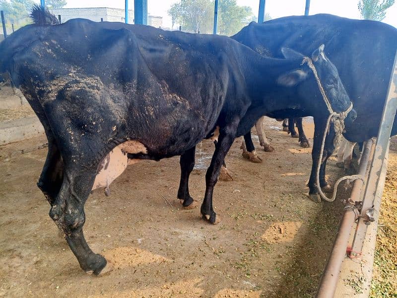 khangr cow for sale 10