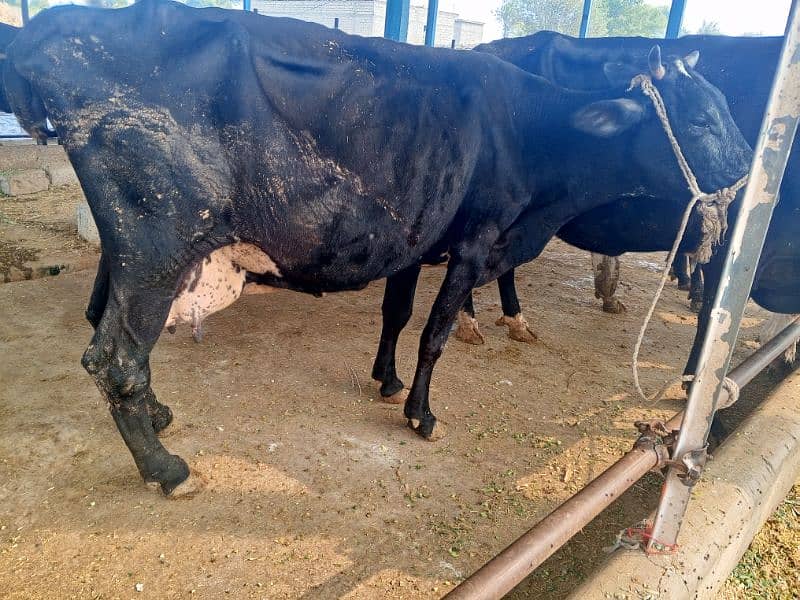 khangr cow for sale 11