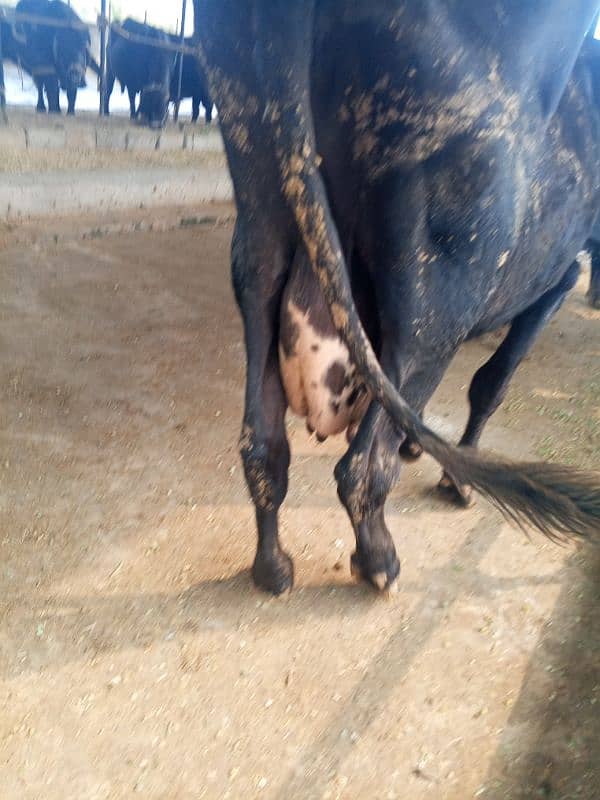 khangr cow for sale 13