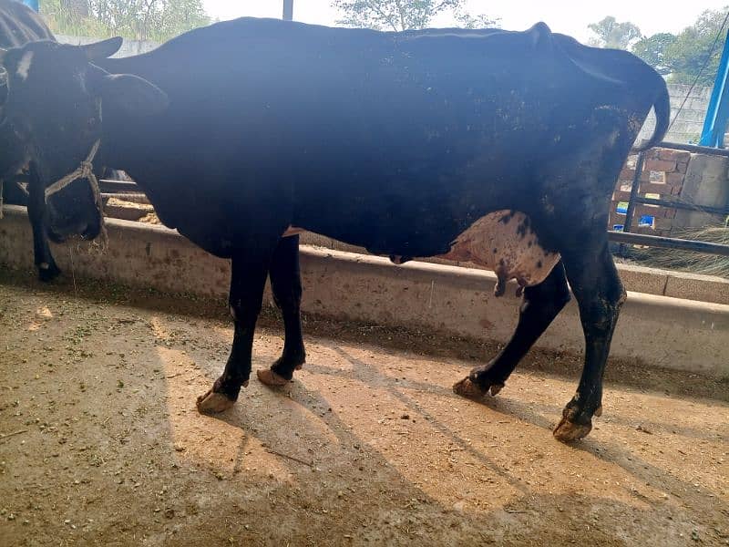 khangr cow for sale 14