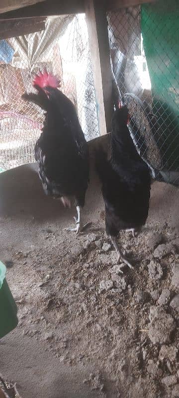 White Shamo  female, Ayam ciyamani young pair ,and white jacobin  f 1